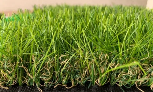 草高 4cm-細絲草 1